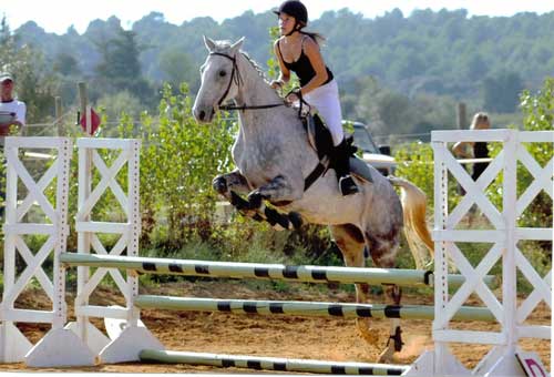 Concours d'equitation avec chloe sur un anglo arabe nomme indien