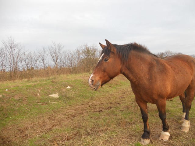 jument de randonnée du ranch le petit sam