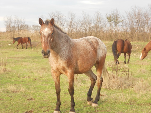 cheval hongre de balade du ranch le petit sam