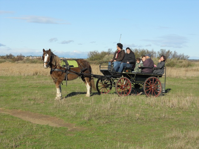 au ranch le petit sam promenade en caleche avec une jument de trait