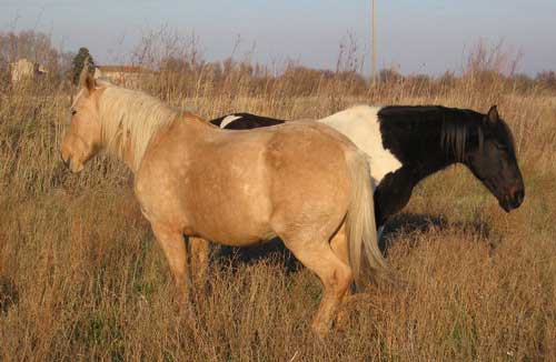 les chevaux du ranch le petit sam a serignan proche de valras plage